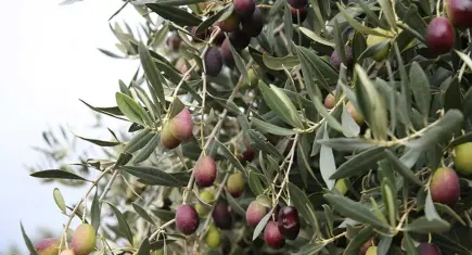 İzmir’de uluslararası zeytin mesaisi: 13 ülke bir araya geliyor