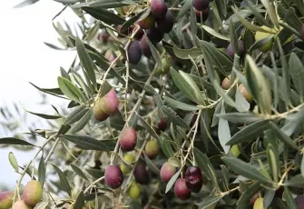 İzmir’de uluslararası zeytin mesaisi: 13 ülke bir araya geliyor