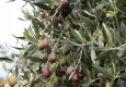 İzmir’de uluslararası zeytin mesaisi: 13 ülke bir araya geliyor
