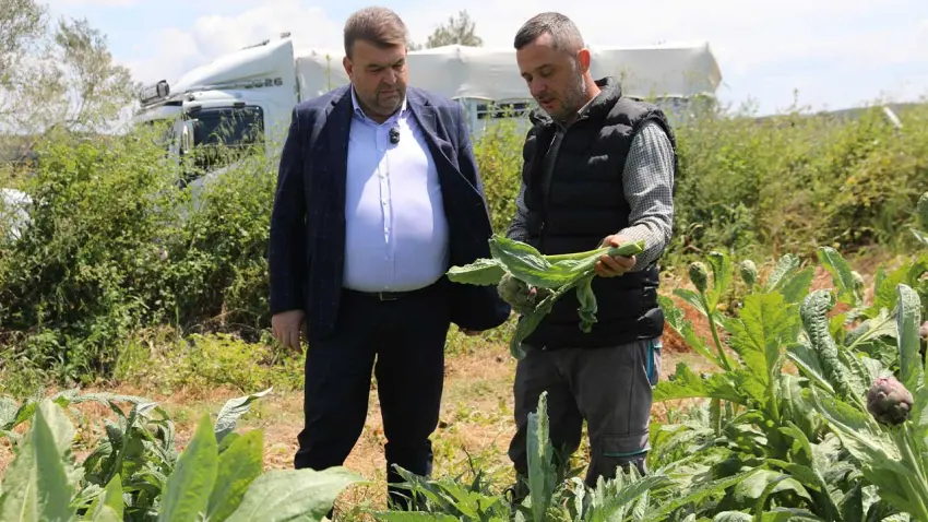 Seferihisar’da enginar hasadı başladı: Üretici tarlada, bereket yüzlerde haberinin görseli