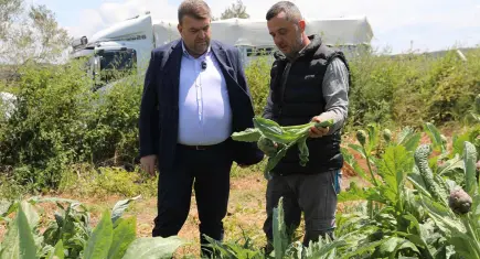 Seferihisar’da enginar hasadı başladı: Üretici tarlada, bereket yüzlerde