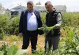Seferihisar’da enginar hasadı başladı: Üretici tarlada, bereket yüzlerde