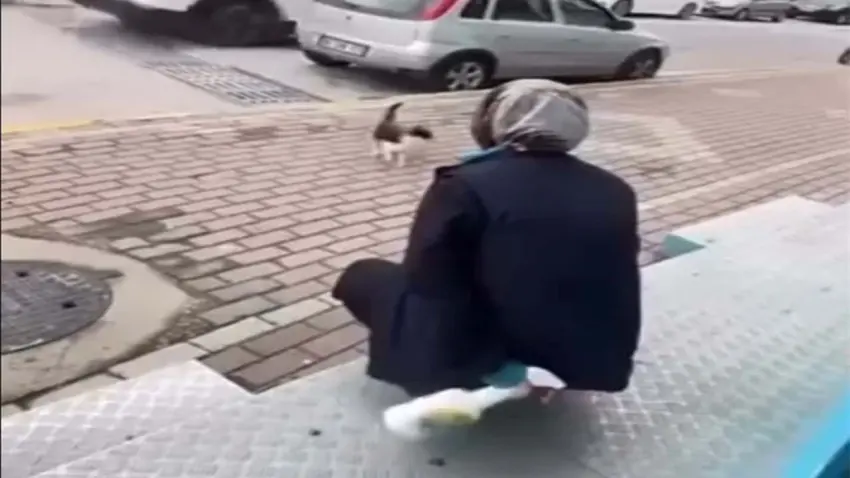 Sokak kedisinin yüzüne yağ çözücü sprey sıkan kadın serbest bırakıldı haberinin görseli