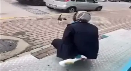 Sokak kedisinin yüzüne yağ çözücü sprey sıkan kadın serbest bırakıldı