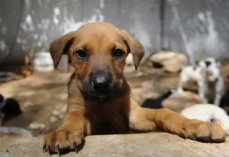 Change.org kampanyası sonuç verdi: Sivas’ta sokak hayvanları için alınan ötenazi kararı geri çekildi
