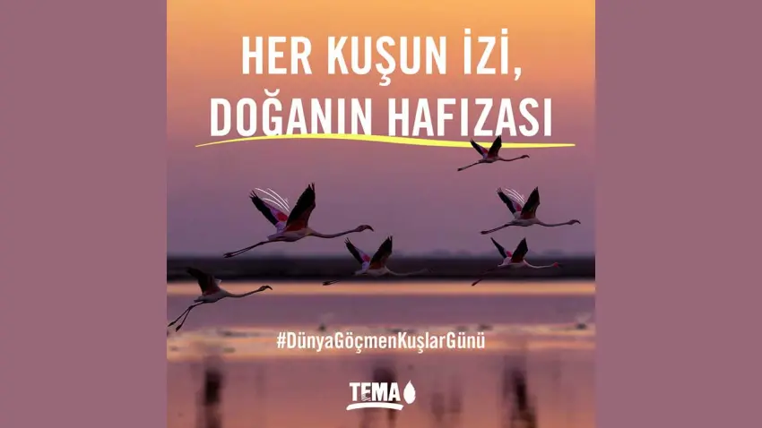 TEMA Vakfı’ndan Dünya Göçmen Kuşlar Günü çağrısı haberinin görseli