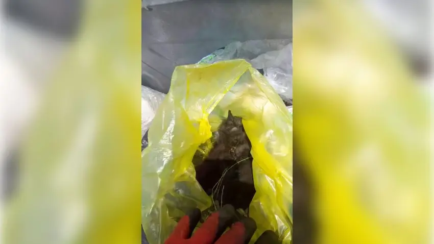 Bodrum'da çöpe atılan 3 yavru kediden 2'si hayatını kaybetti haberinin görseli