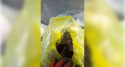 Bodrum'da çöpe atılan 3 yavru kediden 2'si hayatını kaybetti