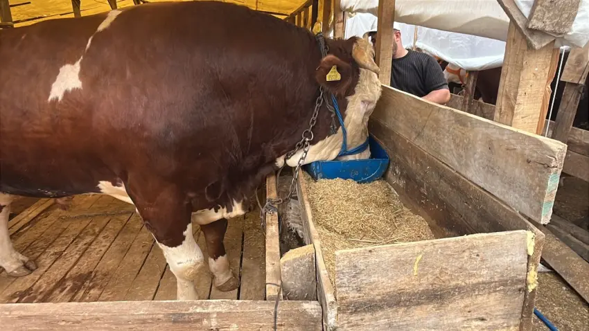 Gebze Kurban Pazarı’nda 1 tonluk boğa için 420 bin TL haberinin görseli