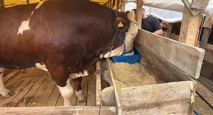 Gebze Kurban Pazarı’nda 1 tonluk boğa için 420 bin TL