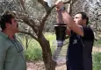 İzmir’de kahverengi kokarca böceğine karşı feromonlu mücadele başladı