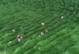 Yaş çay alım fiyatı belirlendi