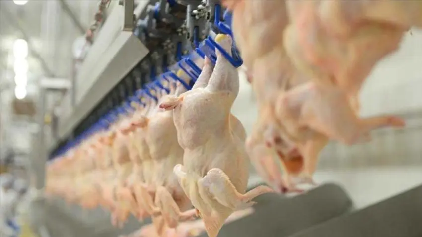 Kümes hayvancılığı ve süt üretiminde mart 2026 raporu haberinin görseli