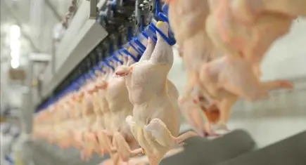 Kümes hayvancılığı ve süt üretiminde mart 2026 raporu