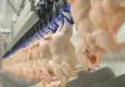 Kümes hayvancılığı ve süt üretiminde mart 2026 raporu