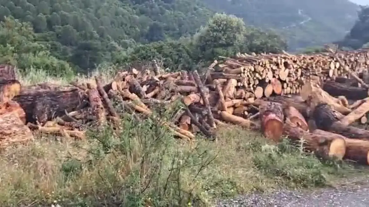 Asırlık çamlar rant uğruna yok ediliyor görseli