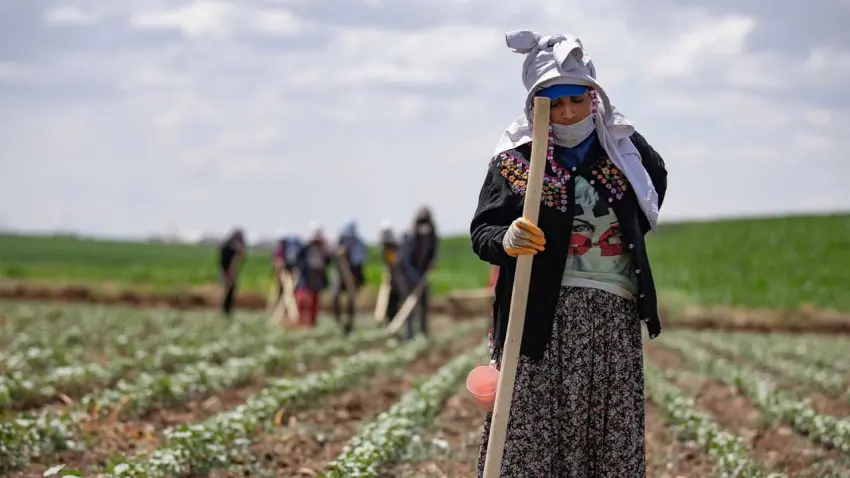 Çiftçi-Sen’den 14 Mayıs tepkisi: “Şirketlerin günü çiftçinin günü olamaz” haberinin görseli