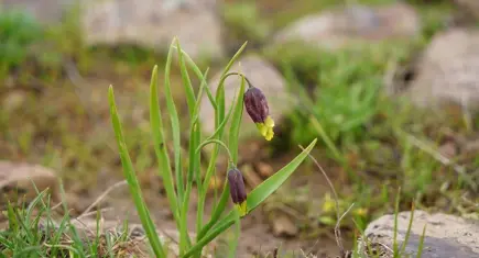 Koparmanın cezası dudak uçuklatıyor! Doğanın pahalı hazinesi "Karakoçan lalesi"