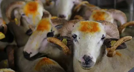 Kurbanlık alacaklara dolandırıcılık uyarısı