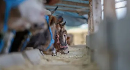 Kasaplardan hayati kurbanlık ve et saklama uyarıları