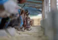 Kasaplardan hayati kurbanlık ve et saklama uyarıları