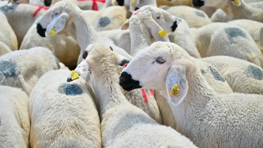 Kurbanlık seçiminde 5 soru, 5 cevap haberinin görseli