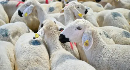 Kurbanlık seçiminde 5 soru, 5 cevap