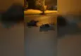 Yol verme kavgası 3 ölüme neden oldu