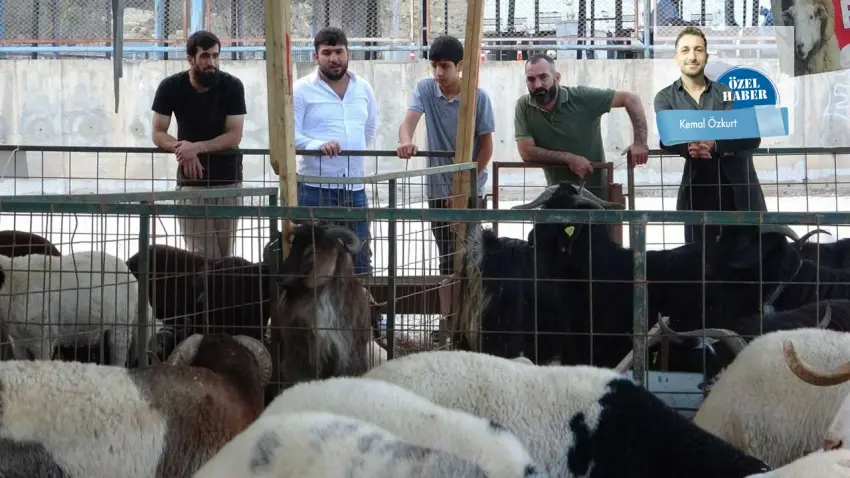 Vatandaş büyükbaşa yaklaşamıyor haberinin görseli