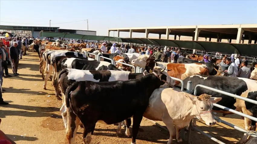 2026 Kurban Bayramı: Kurban kesimi nasıl olur, kurban kesimi ne zaman başlar ve kaç gün sürer? haberinin görseli