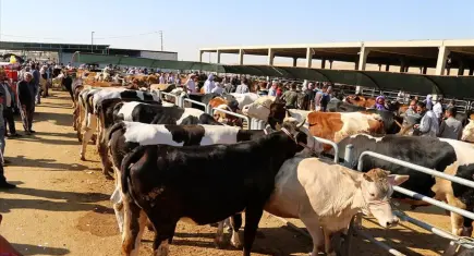 2026 Kurban Bayramı: Kurban kesimi nasıl olur, kurban kesimi ne zaman başlar ve kaç gün sürer?