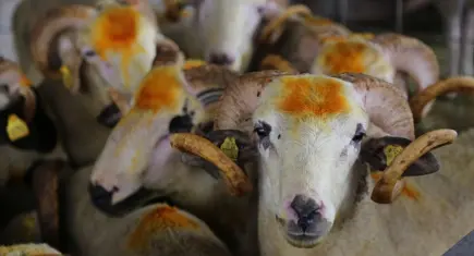 Kurban kesmek farz mı vacip mi? Kimler kurban kesemez? İşte kurban kesmenin şartları!