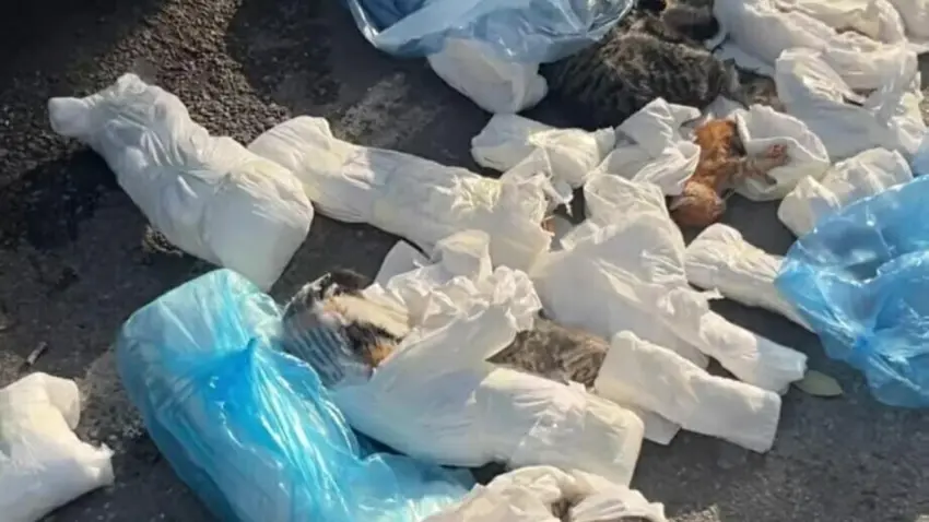 İzmir haber: Çöpte 33 ölü kedi bulundu haberinin görseli