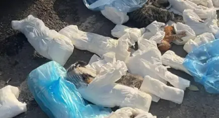 İzmir haber: Çöpte 33 ölü kedi bulundu
