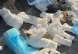 İzmir haber: Çöpte 33 ölü kedi bulundu