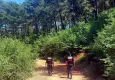 Muğla’da ormanlara girişler yasaklandı
