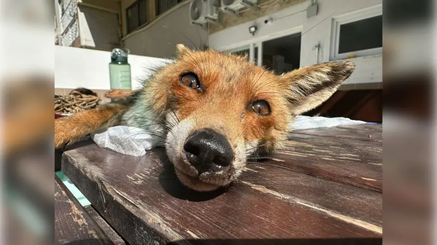 Foça'da yavru tilki 1 aylık tedaviyle doğaya kazandırıldı haberinin görseli
