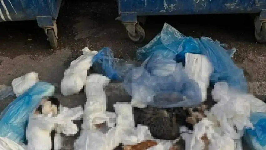 İzmir’de ölü bulunan 33 kedi soruşturmasında veteriner adliyeye sevk edildi haberinin görseli