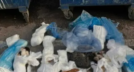 İzmir’de ölü bulunan 33 kedi soruşturmasında veteriner adliyeye sevk edildi