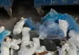 İzmir’de ölü bulunan 33 kedi soruşturmasında veteriner adliyeye sevk edildi