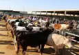 Kurban Bayramı'nda sokakta kesime 8 bin 687, atıkları gömenlere 20 bin lira ceza!