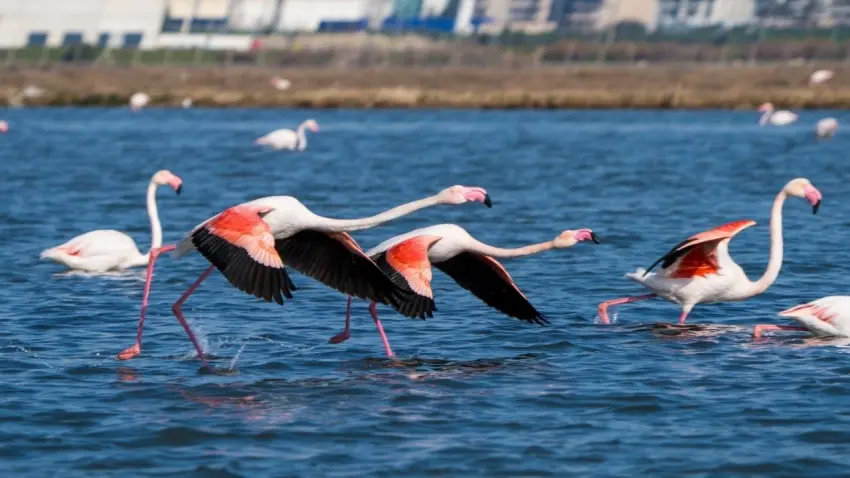 İZDENİZ’den bayrama özel flamingo turu haberinin görseli