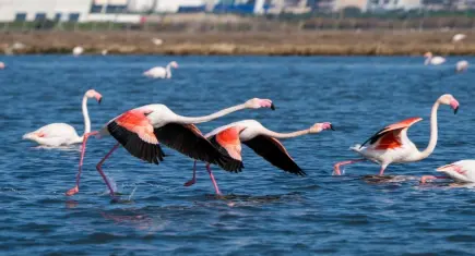 İZDENİZ’den bayrama özel flamingo turu