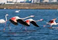 İZDENİZ’den bayrama özel flamingo turu