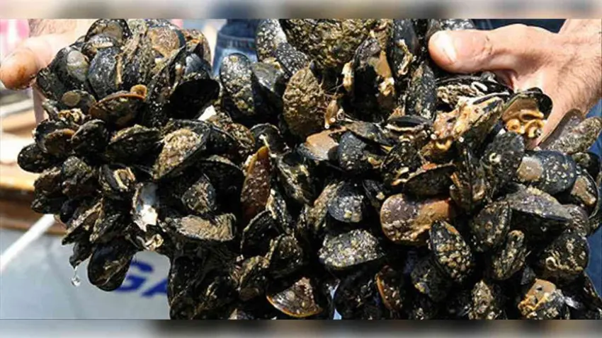 İzmir'de kaçak avcılık darbesi: 7 ton su ürününe el konuldu haberinin görseli