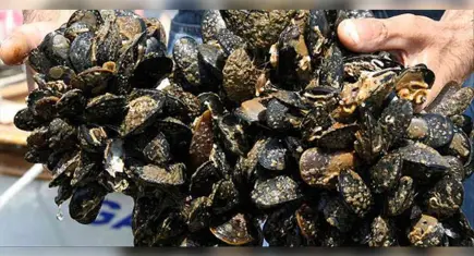 İzmir'de kaçak avcılık darbesi: 7 ton su ürününe el konuldu