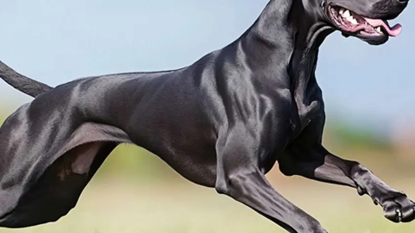 Arabada beklerken köpek tarafından vuruldu! haberinin görseli