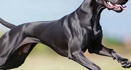 Arabada beklerken köpek tarafından vuruldu!