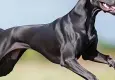 Arabada beklerken köpek tarafından vuruldu!