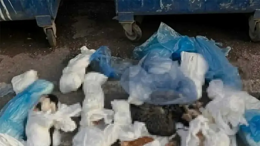İzmir’de 33 kedinin ölümüyle ilgili soruşturmada yeni gelişme: Savcılık itiraz etti, veteriner yeniden gözaltına alındı haberinin görseli